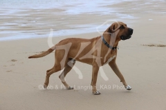 Boerboel