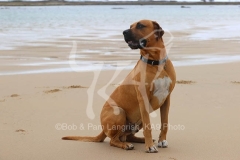 Boerboel
