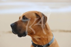Boerboel