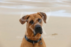 Boerboel