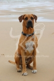 Boerboel