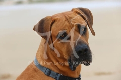 Boerboel