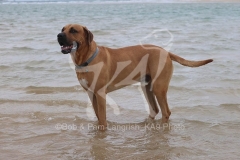 Boerboel