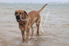 Boerboel