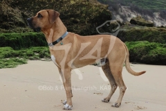 Boerboel