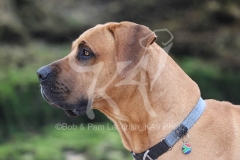 Boerboel