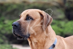 Boerboel
