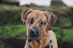 Boerboel