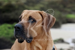 Boerboel
