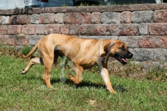 Boerboel