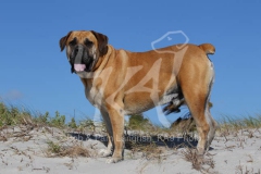 Boerboel