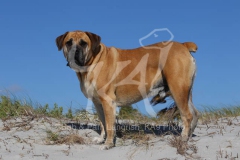 Boerboel