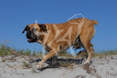 Boerboel