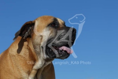 Boerboel