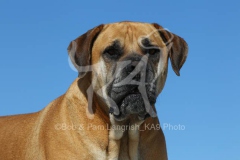Boerboel