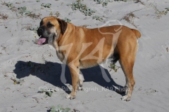 Boerboel