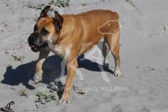 Boerboel