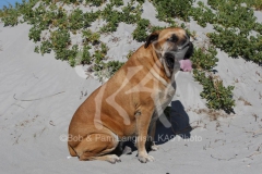 Boerboel