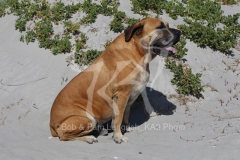 Boerboel