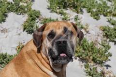 Boerboel