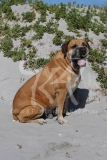 Boerboel
