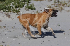 Boerboel