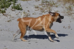 Boerboel