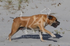 Boerboel