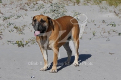 Boerboel