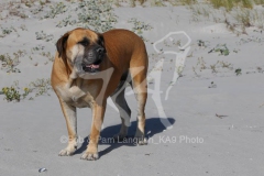 Boerboel