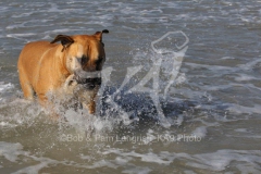 Boerboel