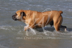 Boerboel