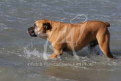 Boerboel