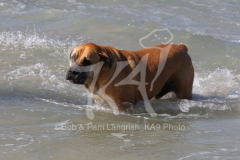 Boerboel