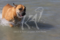 Boerboel