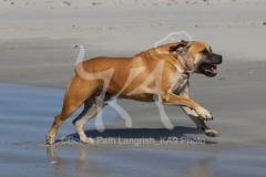 Boerboel