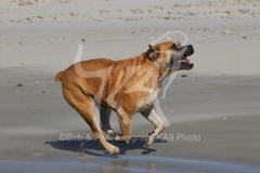 Boerboel