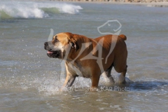 Boerboel