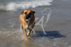 Boerboel