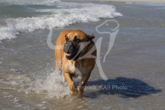 Boerboel