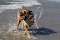 Boerboel