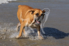 Boerboel