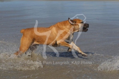 Boerboel