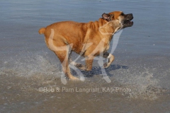 Boerboel