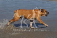 Boerboel