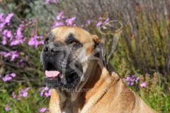 Boerboel