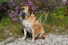 Boerboel