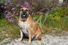 Boerboel