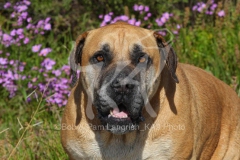 Boerboel