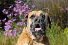 Boerboel